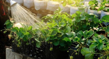 Jak a kdy zalévat jahody: metody a pokyny krok za krokem